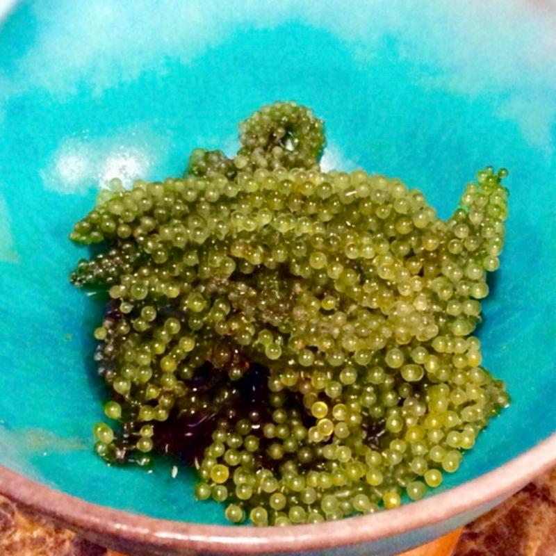 海ぶどう(きねこ )