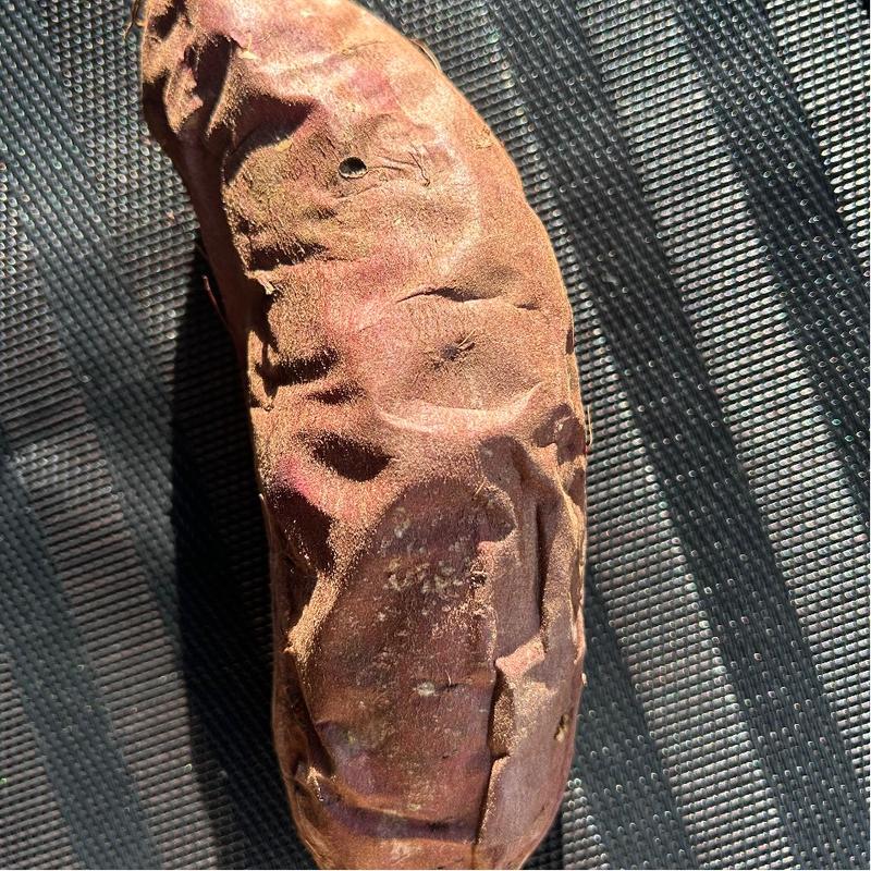 焼き芋(シルクスイート)(アカシヤ 枚方長尾店)