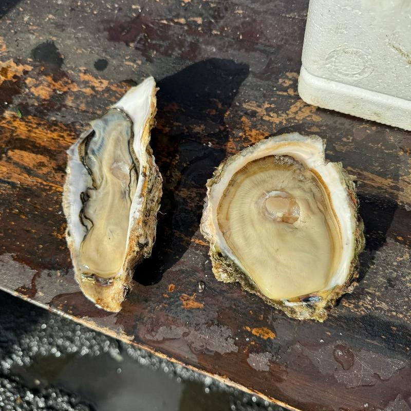 牡蠣(魚売場　森田水産 那珂湊魚市場前 )