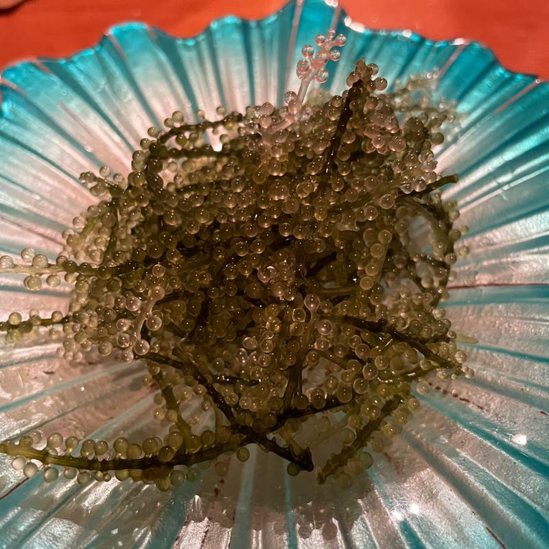 海ぶどう(やえん )