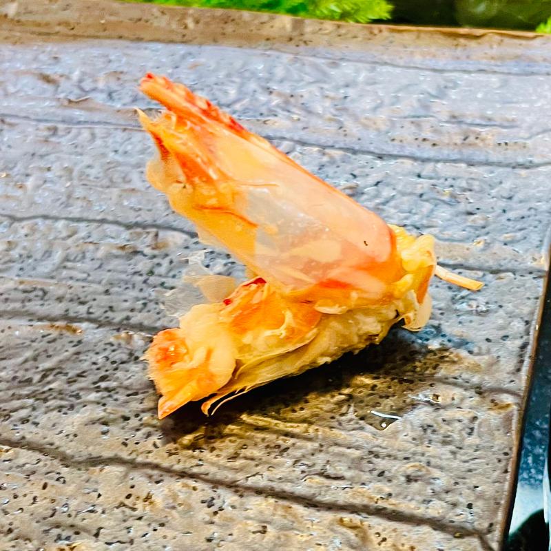 活車えび　頭炙り(大黒鮨)