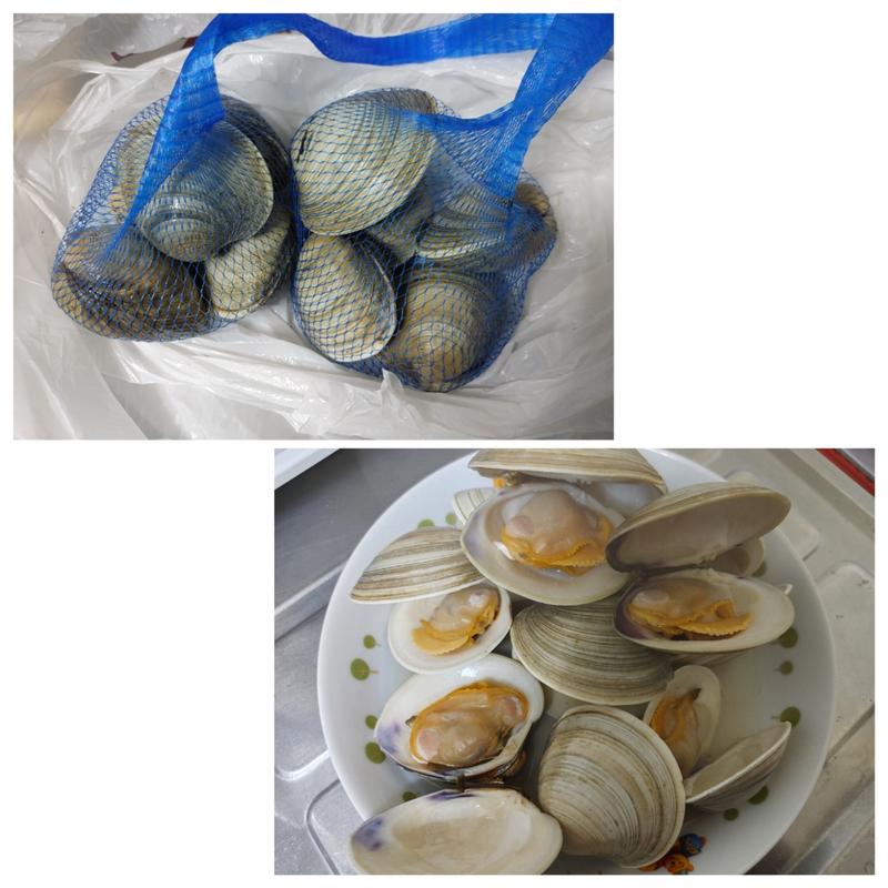 ホンビノス貝(船橋大神宮 意富比神社)