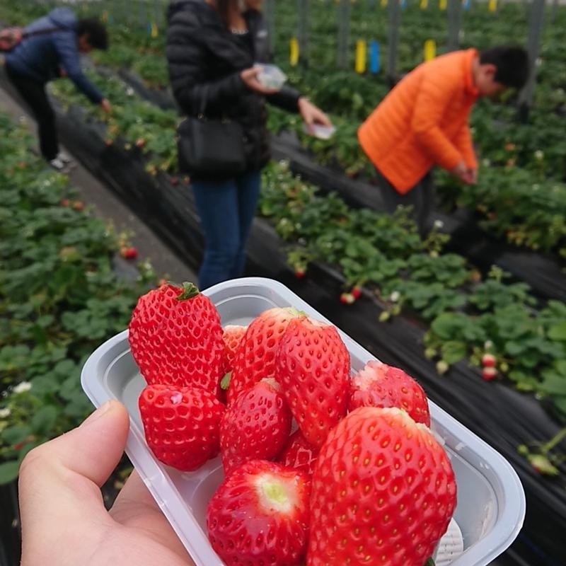 40分食べ放題(近藤いちご園)