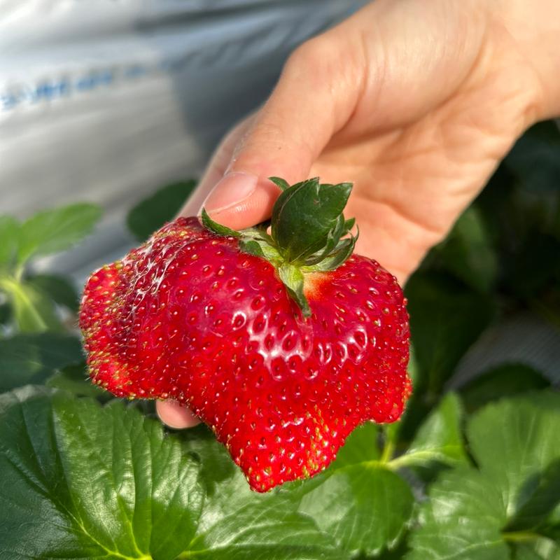 (相葉苺園 苺狩りハウス)