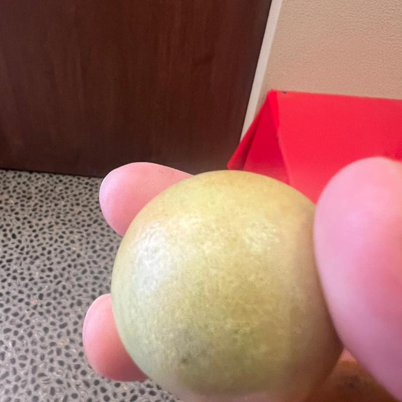 まるもち 抹茶(まるもち家 伏見稲荷本店 )