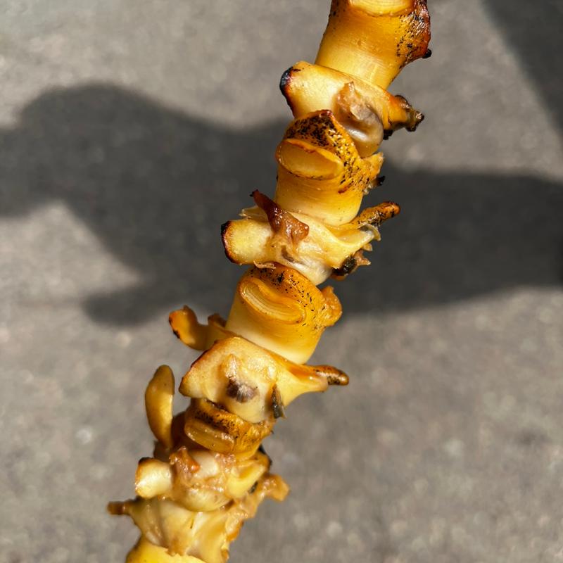 つぶ貝(山六水産 （ヤマロクスイサン）)