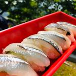 鹿児島産サヨリの握り寿司