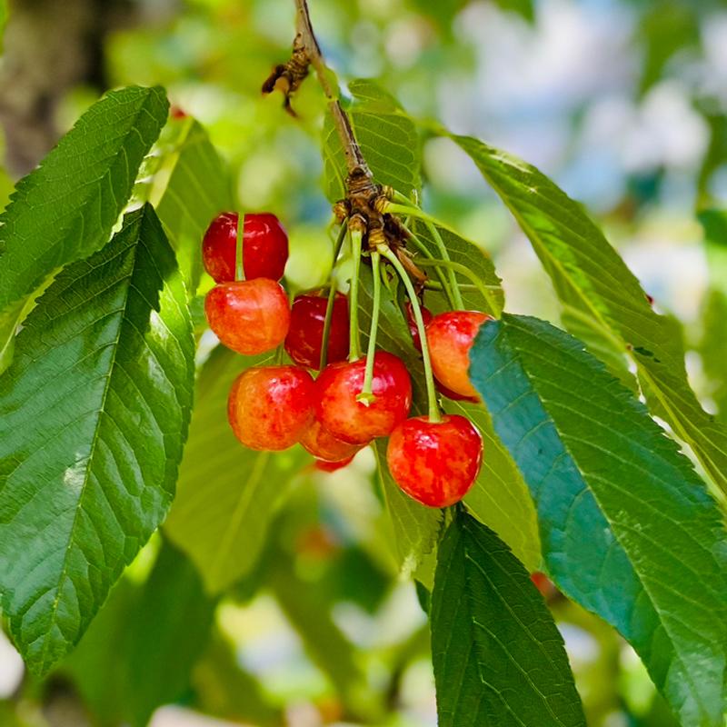 佐藤錦(窪田農園)