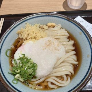 とろ玉ぶっかけうどん(香川一福みなとみらい店)