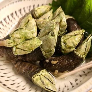亀の手(鳩乃湯（はとのゆ）)