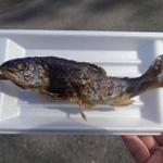 山女魚(華厳カフェ KEGON CAFE)
