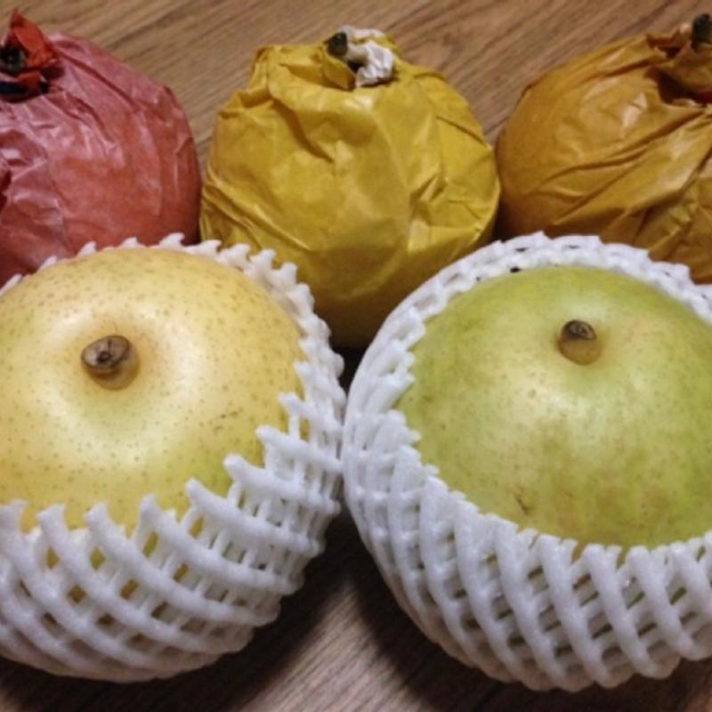 梨(砂丘センター )