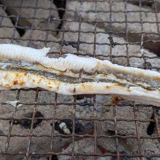 地穴子(かき小屋 島田水産 )