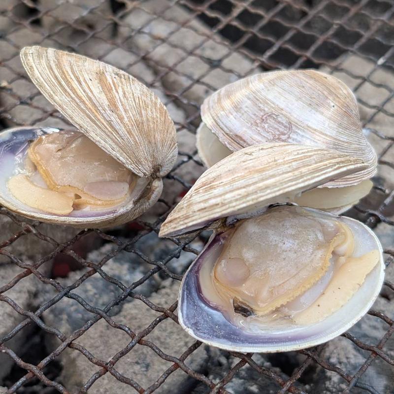 大あさり（1個）(かき小屋 島田水産 )