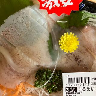 スルメイカ(おとと)