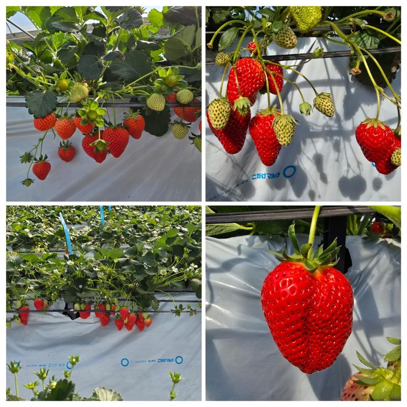いちご狩り(大野町４丁目２７７１)
