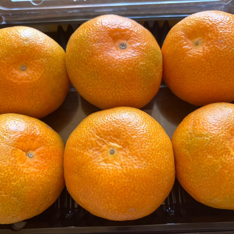 最高級みかん(ダイレックス 大仙西店)