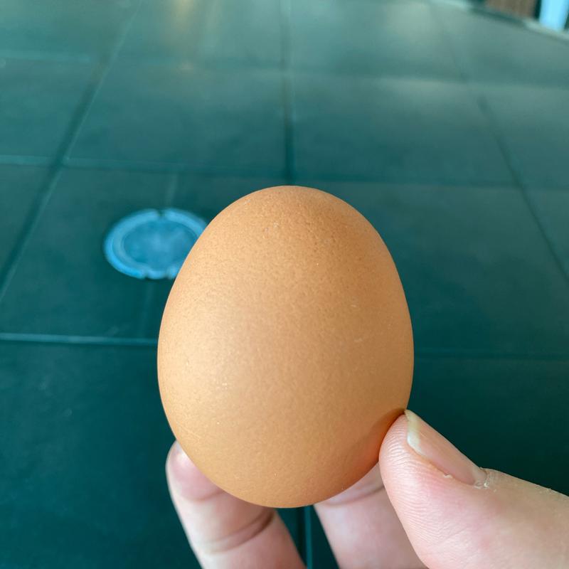 温泉ゆで卵(諏訪湖間欠泉センター )