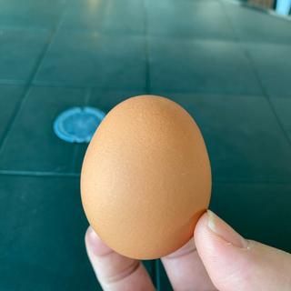 温泉ゆで卵