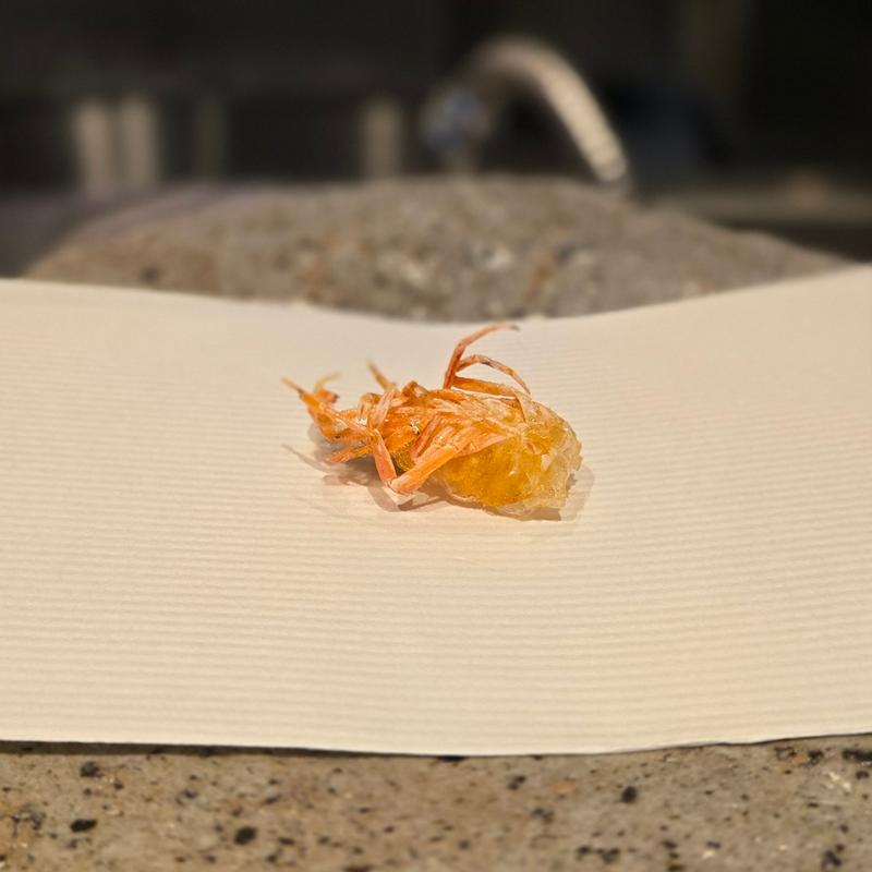 車海老 頭 身(天ぷらnuu nuu)