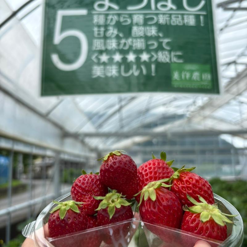 イチゴ狩り(美作農園 )
