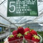 イチゴ狩り