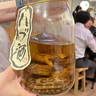 ハブ酒