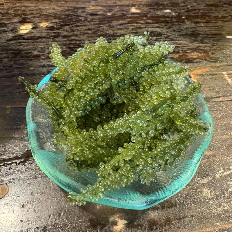 海ぶどう(小桜 )