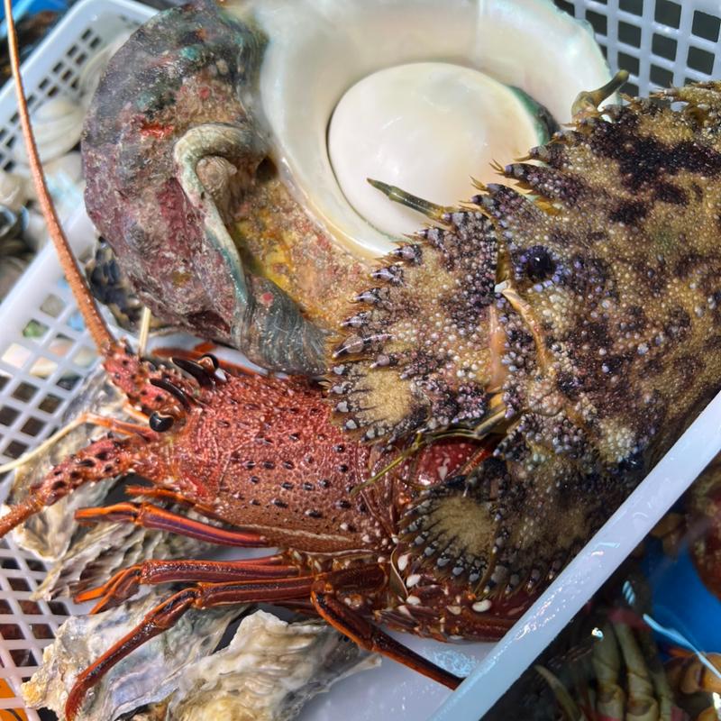伊勢海老　うちわ海老　夜光貝　牡蠣　(公設市場)