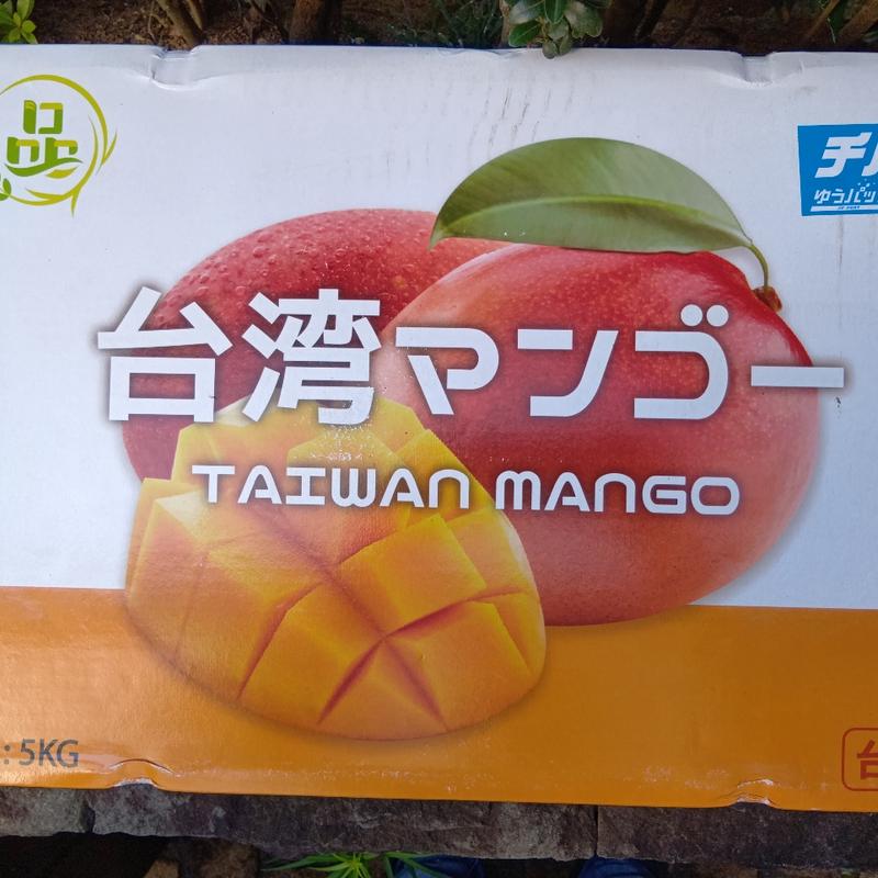 台湾マンゴー(（株）ティンホン)