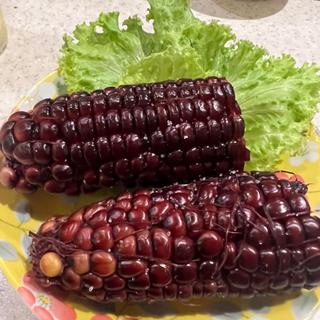 朝採れ赤とうもろこし