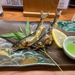 鮎　神通川　小矢部川