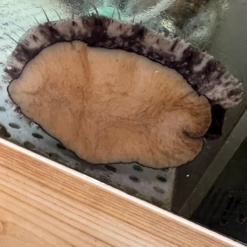 活あわび(我逢人かっぱ  （【旧店名】祇園かっぱ）)