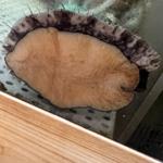 活あわび