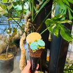 ハイビスカスアイスブーケ