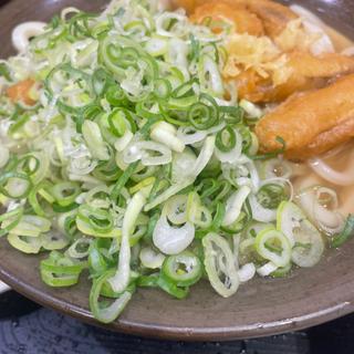 ごぼう天うどん