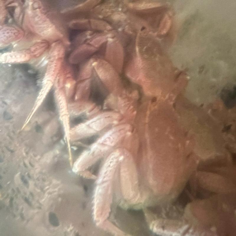 活　毛蟹(居酒屋 天金 （てんきん）)