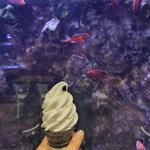三和牛乳ソフトクリーム(上越市立水族博物館 うみがたり)