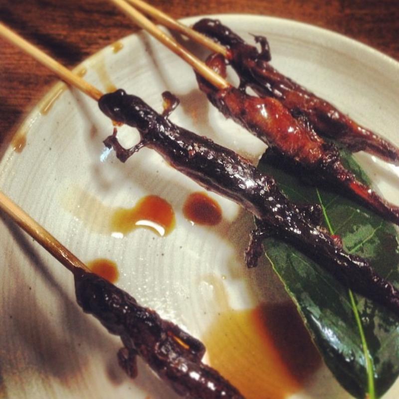 サンショウウオ(朝起(あさだち))