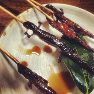 サンショウウオ