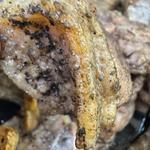 宮崎親鶏もも炭火焼き(金丸食鳥 直売所 （カネマルショクチョウ）)