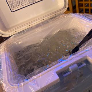 クーラーボックスレモンサワー(【渋谷横丁】魚利喜)