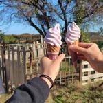 ブルーベリーソフト