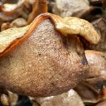 砂ずり炭火焼(ハーティーながやま 都北店)