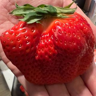 いちご　ゆうべに