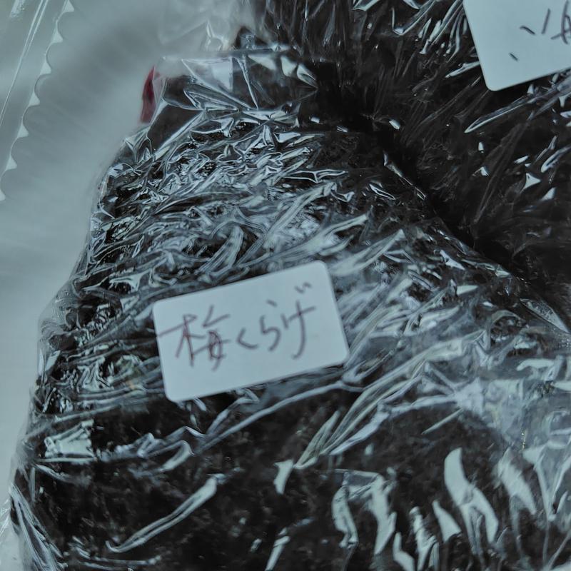 梅くらげL(めんこいな )