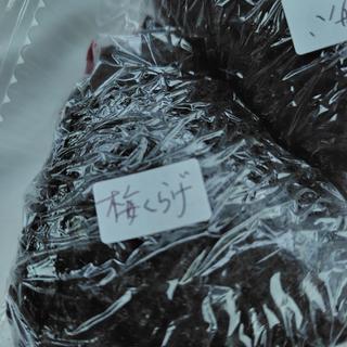 梅くらげL(めんこいな )