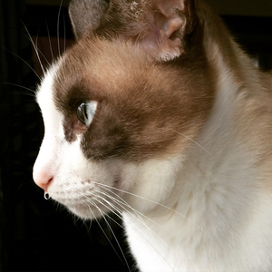 kedi