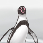 kobito_penguin