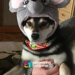 fresh_pear_ox4